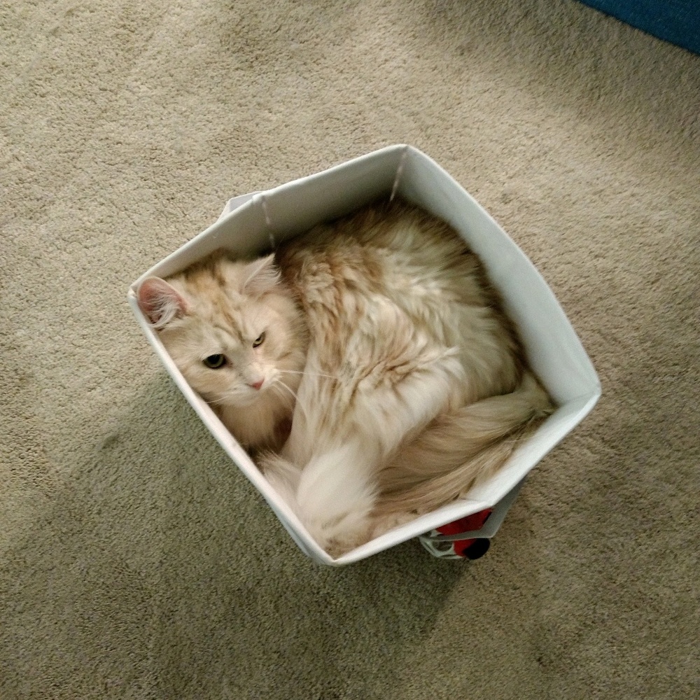 Meet your Posher, Kate